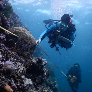 Reef Check Australia - Reef Survey Photo